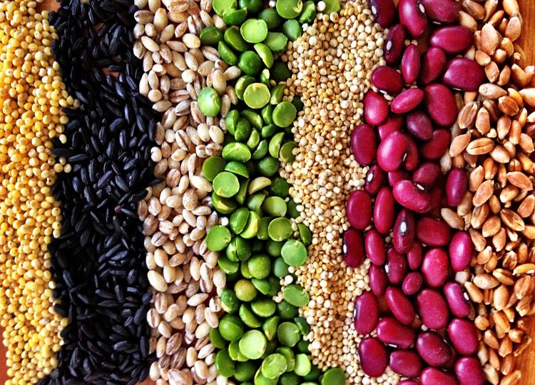 Some grains and pulses have relatively high protein levels