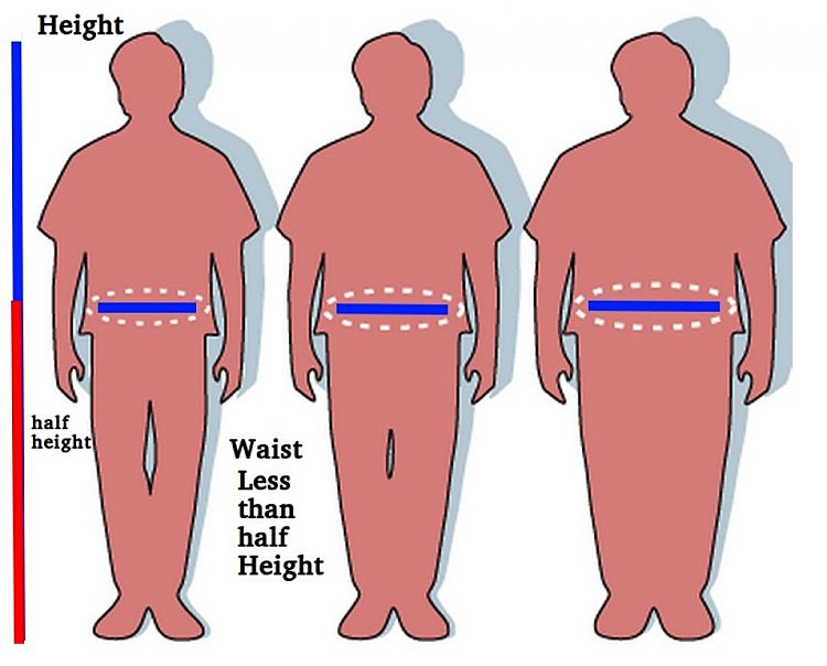 The ratio of waist circumference to half height is an excellent way of monitoring weight status. It is more accurate and reliable than BMI and much easier to undertake